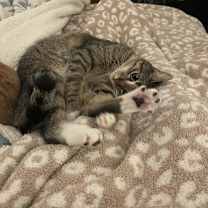 Thumbnail photo of Socks #2