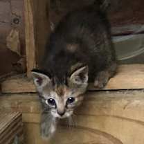 Thumbnail photo of Tori #2