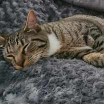 Thumbnail photo of Bailey  #4