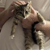 Thumbnail photo of Socks #4