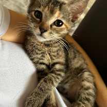 Thumbnail photo of Penny #4