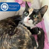 Thumbnail photo of Mitts #4