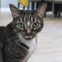 Thumbnail photo of Toby-Wan Kenobi #3