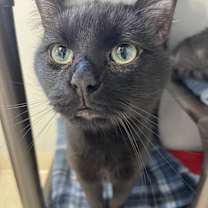 Thumbnail photo of Peanut #4