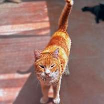 Thumbnail photo of Tinley #1