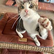 Thumbnail photo of Pepper #1