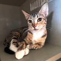 Thumbnail photo of Mama Tostada #1