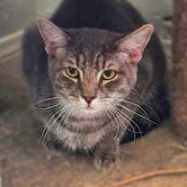 Thumbnail photo of Sir Prise #1