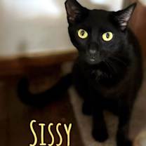 Thumbnail photo of Sissy #1