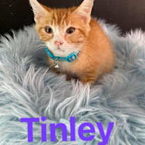 Thumbnail photo of Tinley #2