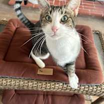 Thumbnail photo of Pepper #2