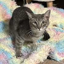 Thumbnail photo of Sir Prise #2