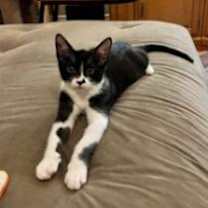 Thumbnail photo of Rowdy #1