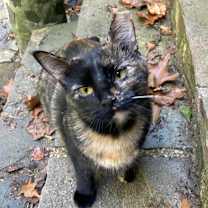 Thumbnail photo of Harmony #1