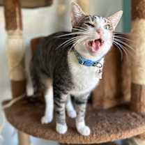 Thumbnail photo of Pepper #3