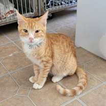 Thumbnail photo of Tinley #3