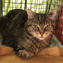 Thumbnail photo of Cassie #1