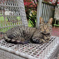 Thumbnail photo of Benny #2