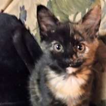 Thumbnail photo of Harmony #2