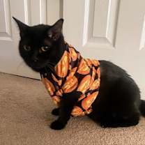 Thumbnail photo of Bean Sprout #2