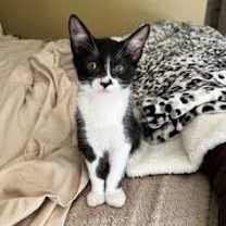 Thumbnail photo of Rowdy #3