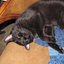 Thumbnail photo of Bean Sprout #3