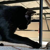 Thumbnail photo of Bean Sprout #4