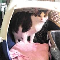 Thumbnail photo of Cassie #4