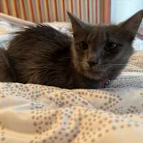 Thumbnail photo of Cora #1