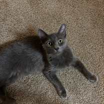 Thumbnail photo of Sylvia #1