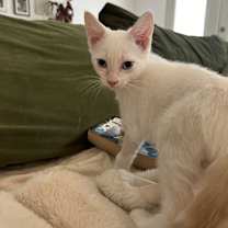 Thumbnail photo of Momo #1