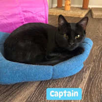Thumbnail photo of Captain  #1