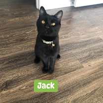 Thumbnail photo of Jack #1