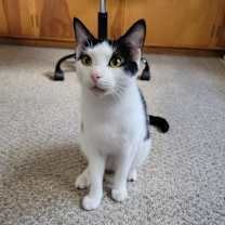 Thumbnail photo of Hawkeye #2