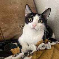 Thumbnail photo of Vanilla Bean #1