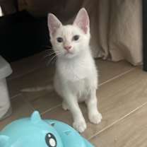 Thumbnail photo of Momo #2