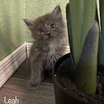 Thumbnail photo of Cora #2