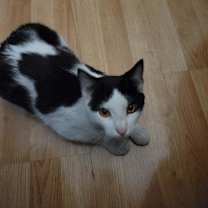 Thumbnail photo of Hawkeye #3