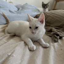 Thumbnail photo of Momo #3