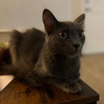 Thumbnail photo of Sylvia #3
