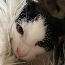 Thumbnail photo of Hawkeye #4