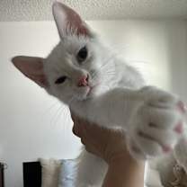 Thumbnail photo of Momo #4