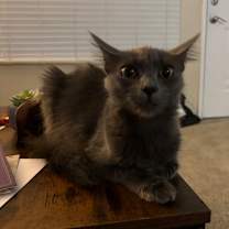 Thumbnail photo of Sylvia #4