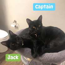 Thumbnail photo of Captain  #4