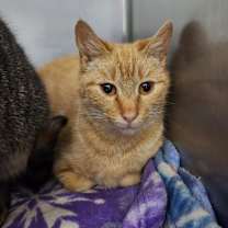 Thumbnail photo of Cabbage Patch #4