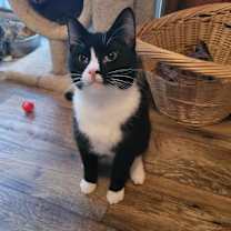 Thumbnail photo of Acer #1