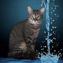 Thumbnail photo of MAX #1