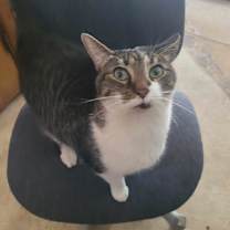 Thumbnail photo of Pretty Boy #1