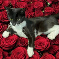 Thumbnail photo of SASSY #1