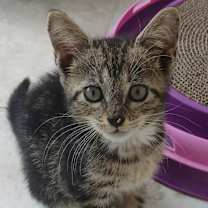 Thumbnail photo of Oliver #2